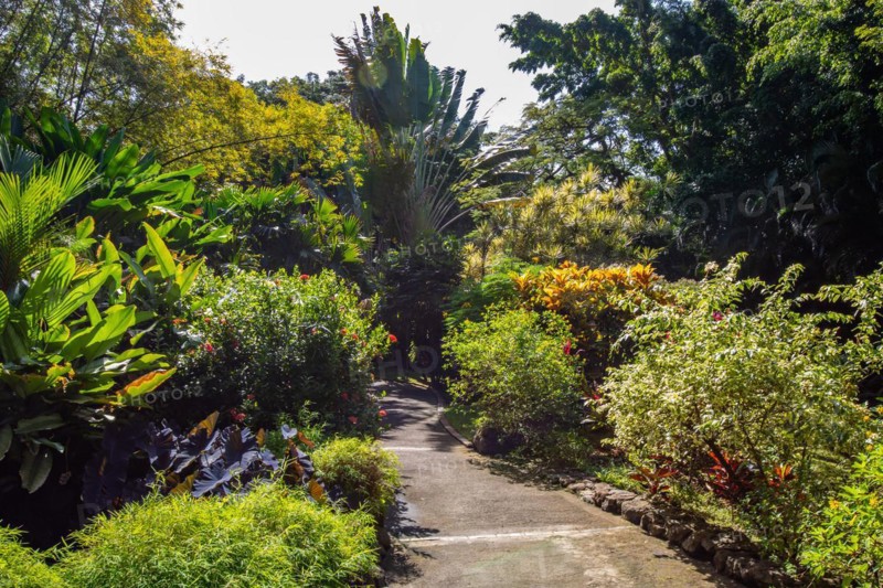 Jardin Botaniqu de Deshaies, botanical garden with flora and fauna in Guadeloupe, Caribbean, French Antilles