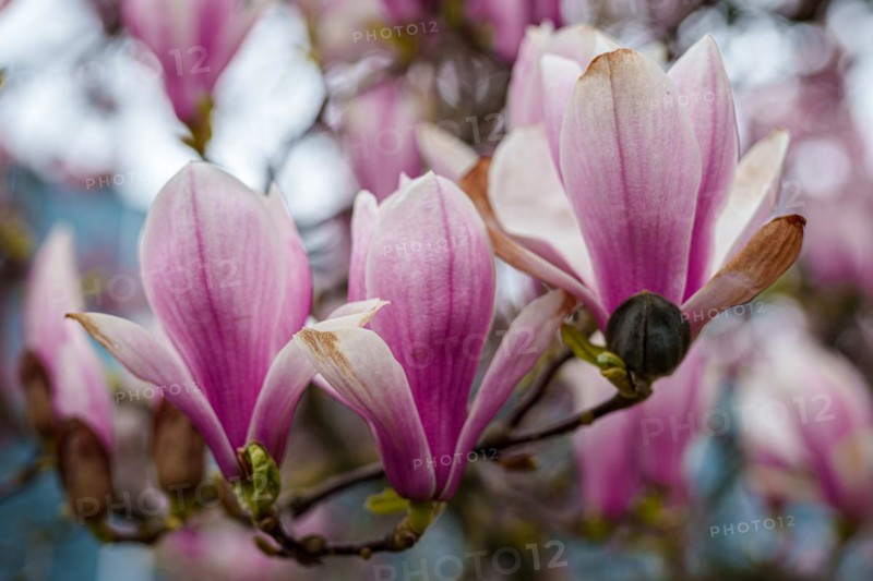 Close-up of pink tulip magnolia flowers (Magnolia x soulangiana) in springtime, Dessau, Germany, Europe