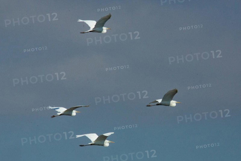 Great White Egret four birds with open wings flying right looking in front of blue sky