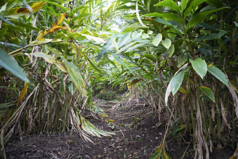 Path through a cardamom plantation, Cadamom Hills, Munnar, Kerala, India, Asia