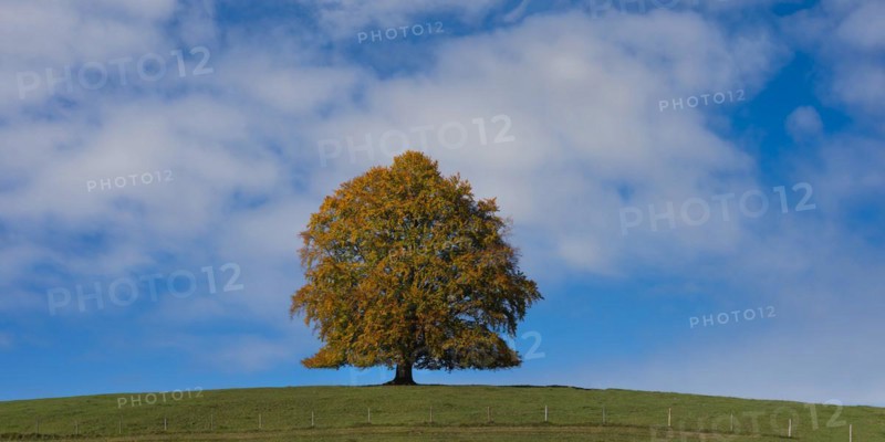 Common beech (Fagus sylvatica), in autumn, solitary tree near Rieden am Forggensee, Ostallgaeu, Allgaeu, Bavaria