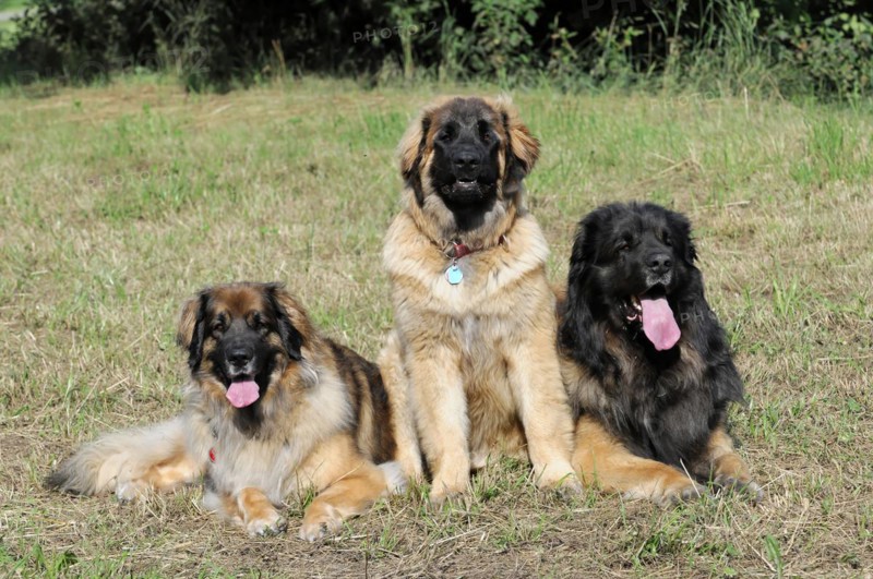 Leonberger dogs, Two Leonberger dogs relax on a meadow and look into the distance, Leonberger dog, Schwaebisch Gmuend, Baden-Wuerttemberg, Germany, Europe