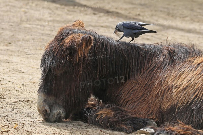 Western jackdaw (Corvus monedula), pulls tufts of hair from the donkey's back for nest building