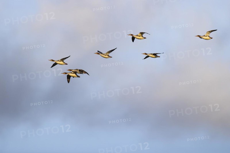 Red-breasted Merganser (Mergus serrator), small flock in flight, Laanemaa, Estonia, Europe