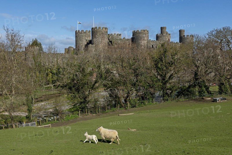 Sheep, lamb, castle, Conwy, Wales, Great Britain