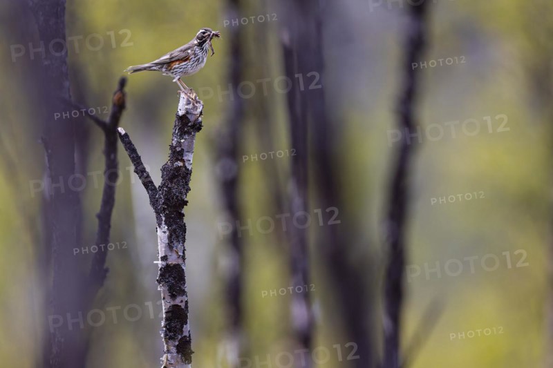 Redwing (Turdus iliacus) with earthworms in its beak, Varanger, Finnmark, Norway, Europe