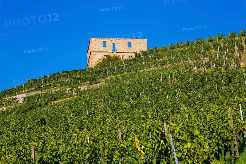 Yburg, Y-Burg, Yberg, Eibenburg, ruins of a hillside castle, historic building, built in the early 14th century, excursion destination, vineyard, Stetten vineyards, plants, Kernen im Remstal, Rems-Murr-Kreis, Baden-Wuerttemberg, Germany, Europe