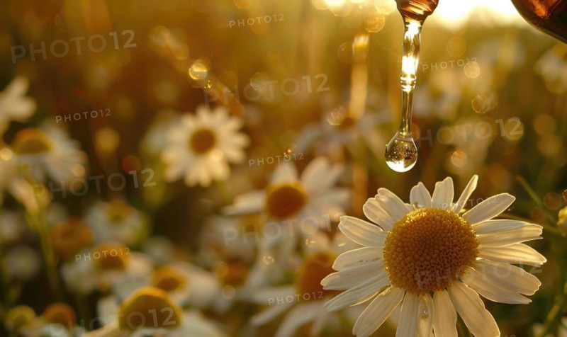 Chamomile essential oil and chamomile flowers closeup, skin care cosmetic concept AI generated