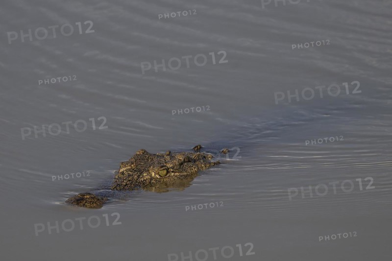 Nile crocodile (Crocodylus niloticus) Mziki Private Game Reserve, North West Province, South Africa, Africa