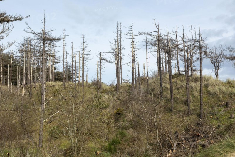 Dead trees, LLanddwyn Bay, Newborough, Isle of Anglesey, Wales, Great Britain
