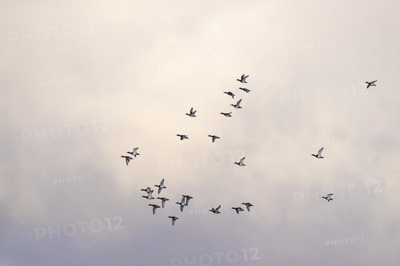 Greater scaup (Aythya marila), small flock in flight, Laanemaa, Estonia, Europe