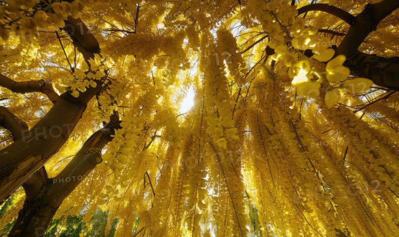 Laburnum blossoms forming a canopy of golden flowers AI generated