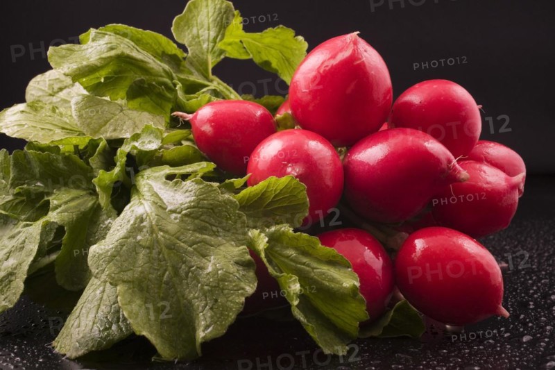 Close-up of harvested and washed red Raphanus sativus, Radishes on black background with water droplets, Studio Composition, Quebec, Canada, North America