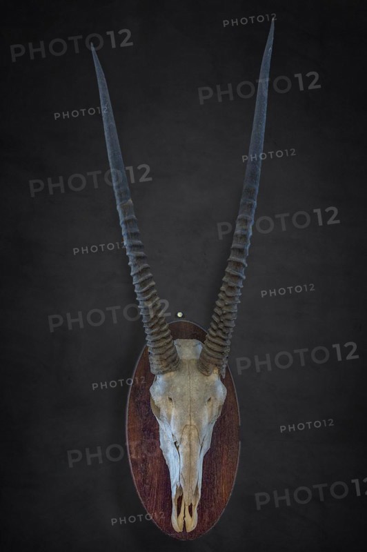 Hunting trophy of an antelope skull on a dark background, shot in 1912 in the former German South West Africa, Mecklenburg-Western Pomerania, Germany, Europe