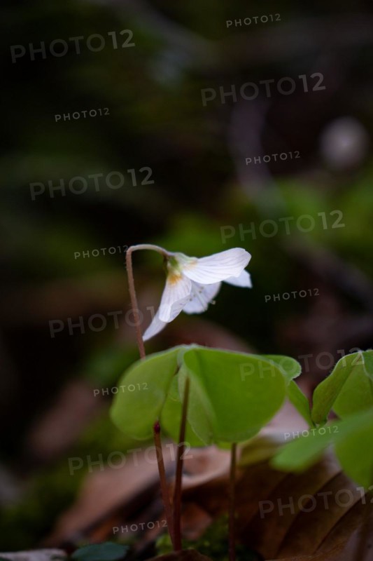 Flowering common wood sorrel (Oxalis acetosella), close-up, Neubeuern, Germany, Europe