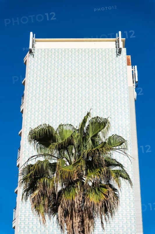A palm tree in front of a high-rise facade in the Barceloneta neighbourhood of Barcelona, Spain, Europe