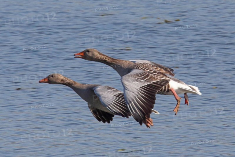 Greylag goose two birds with open wings flying left looking in front of blue water