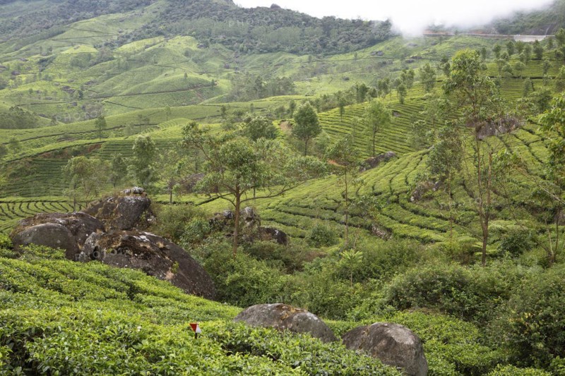 Hilly landscape with tea plantations in the clouds, Munnar, Kerala, India, Asia