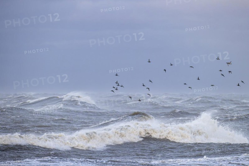 Greater scaup (Aythya marila), small flock in flight over turbulent sea, Laanemaa, Estonia, Europe
