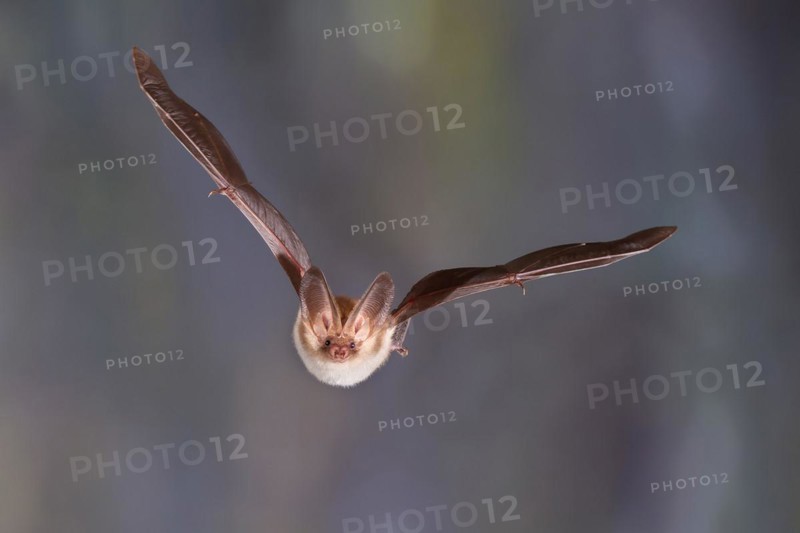 Brown long-eared bat (Plecotus auritus) flying out of its winter quarters, Brandenburg, Germany, Europe