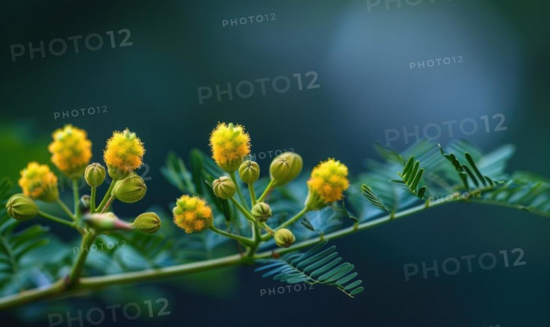 A close-up shot of Mimosa buds just beginning to bloom AI generated
