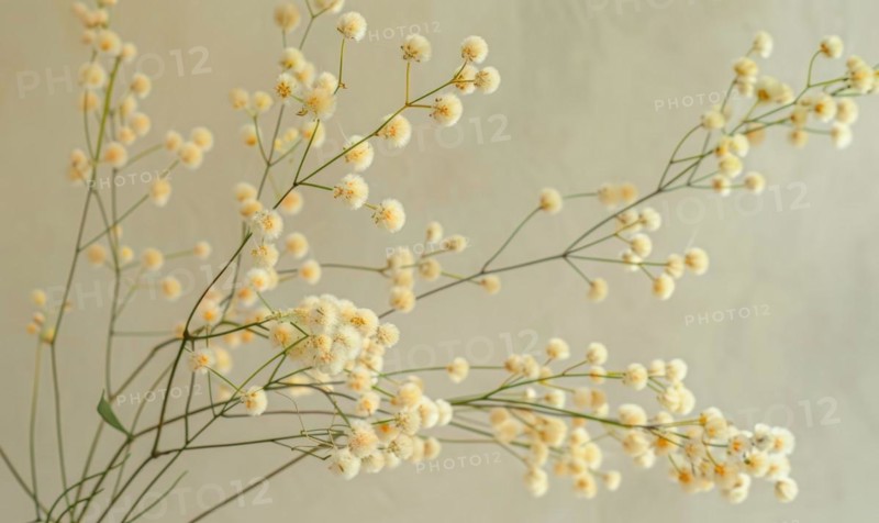 A detailed shot of Mimosa stems arranged in a vase AI generated