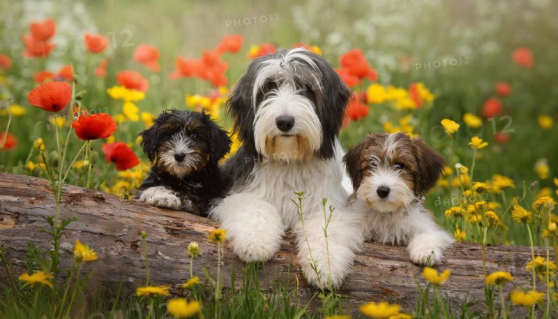 Ai generated, animal, animals, mammal, mammals, one, single animal, bobtail, (Canis lupus familiaris), dog, dogs, bitch, dog breed from England, three animals, one bitch and two puppies