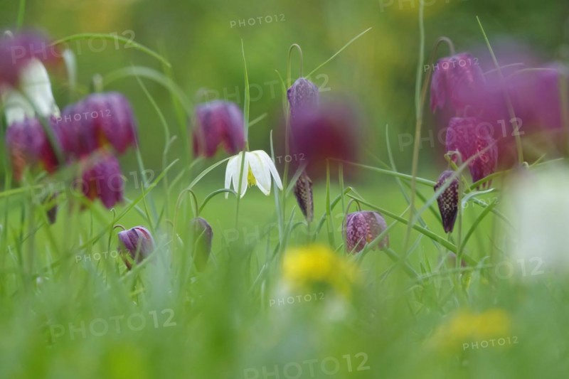 Charming chequerboard flower, spring, Germany, Europe