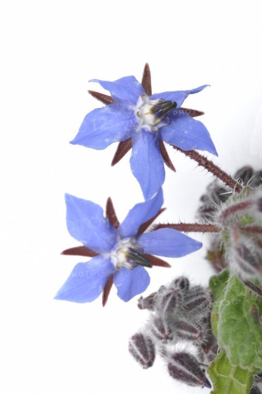 Borage on a white background