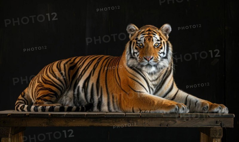 An Amur tiger posed on a platform under studio lights, black background AI generated