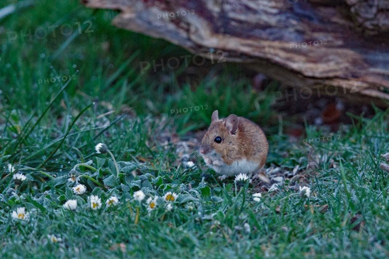 Wood mouse in green grass next to daisy standing left looking in front of tree trunk