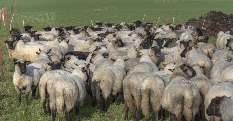 Black-headed domestic sheep (Ovis gmelini aries) waiting in the pen in front of the new pasture, Mecklenburg-Vorpommern, Germany, Europe