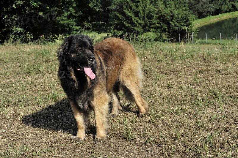 Leonberger Hund, A playful dog on a summery meadow under a blue sky, Leonberger Hund, Schwaebisch Gmuend, Baden-Wuerttemberg, Germany, Europe