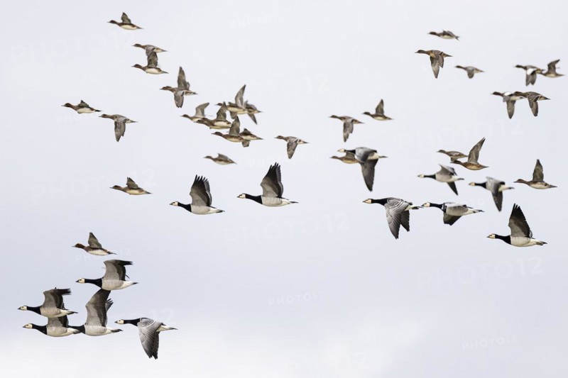 Barnacle goose (Branta leucopsis) and wigeon (Anas penelope), mixed flock in flight, Laanemaa, Estonia, Europe