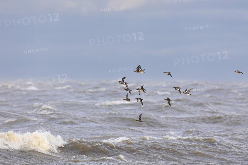 Eurasian wigeon (Anas penelope), small flock in flight over turbulent sea, Laanemaa, Estonia, Europe