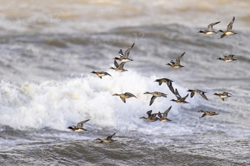 Eurasian wigeon (Anas penelope) and gadwall (Anas strepera), small flock in flight, Laanemaa, Estonia, Europe