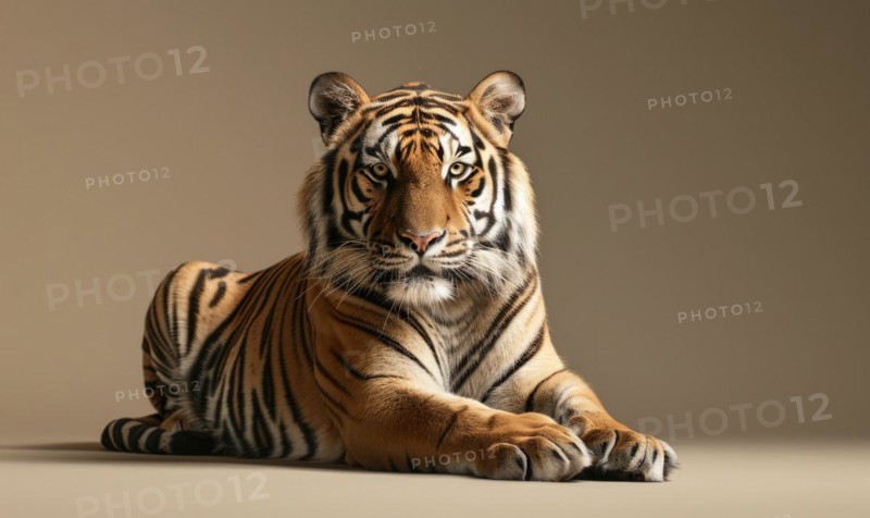 A Bengal tiger elegantly posing in front of a neutral backdrop AI generated