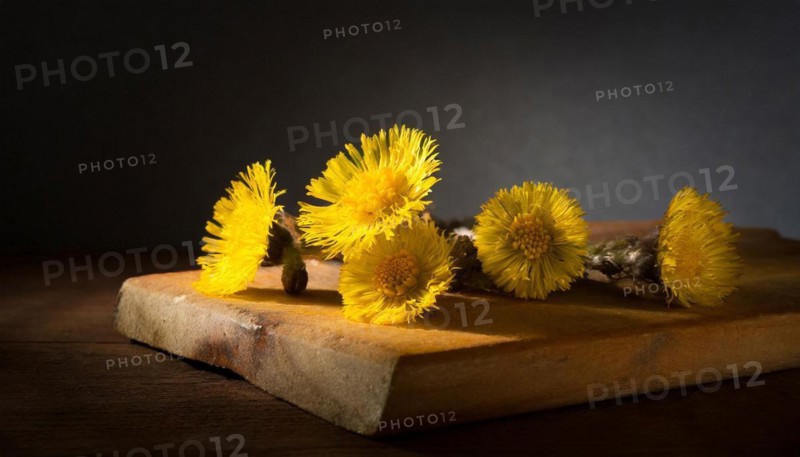 Coltsfoot flowers depicted on a wooden board with soft shadows in a blurred mood, medicinal plant coltsfoot, Tussilago farfara, KI generated, AI generated