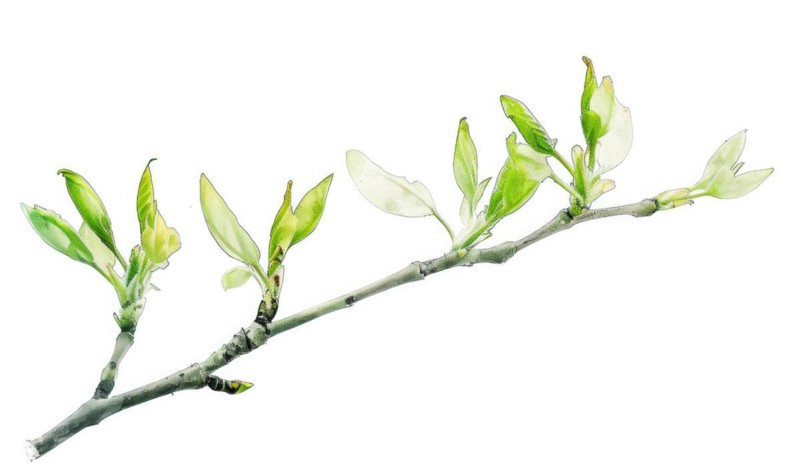 Tree sprout with coins growing from its buds, watercolor illustration on white background AI generated