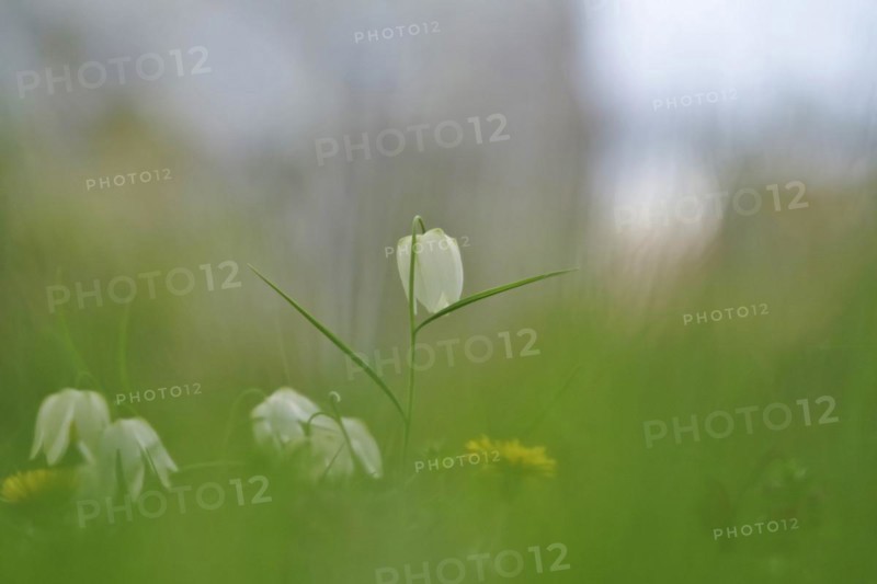 Charming chequerboard flower, spring, Germany, Europe