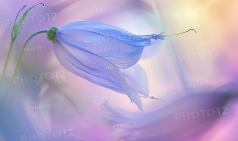 Close-up of a bellflower in soft light, closeup view, selective focus, spring background AI generated