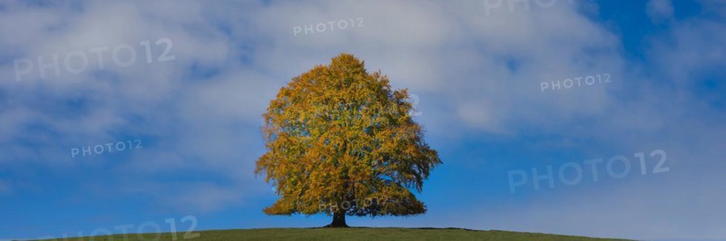 Common beech (Fagus sylvatica), in autumn, solitary tree near Rieden am Forggensee, Ostallgaeu, Allgaeu, Bavaria, Germany, Europe