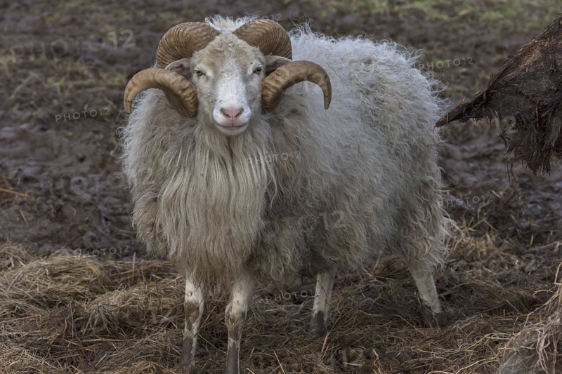 Horned moorland sheep (Ovis aries) on pasture, Mecklenburg-Western Pomerania, Germany, Europe