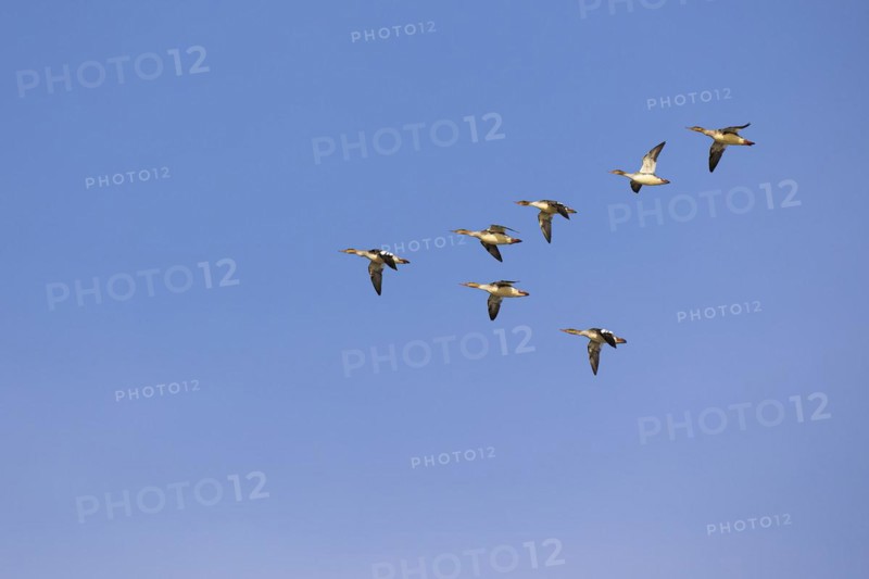 Red-breasted Merganser (Mergus serrator), small flock in flight in V-formation, Laanemaa, Estonia, Europe