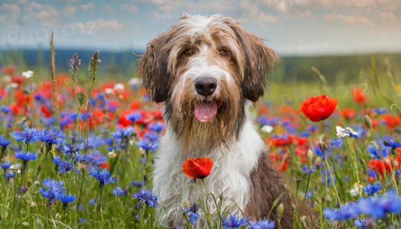 Ai generated, animal, animals, mammal, mammals, a, single animal, bobtail, (Canis lupus familiaris), dog, dogs, bitch, dog breed from England, a single animal, flower meadow