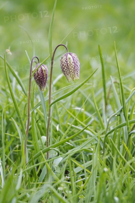 Charming chequerboard flower, spring, Germany, Europe