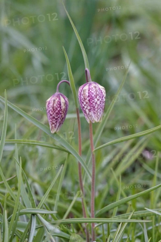 Charming chequerboard flower, spring, Germany, Europe