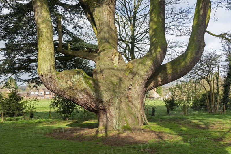 Large tree in the garden of the youth hostel, Tiddington, Stratford upon Avon, England, Great Britain