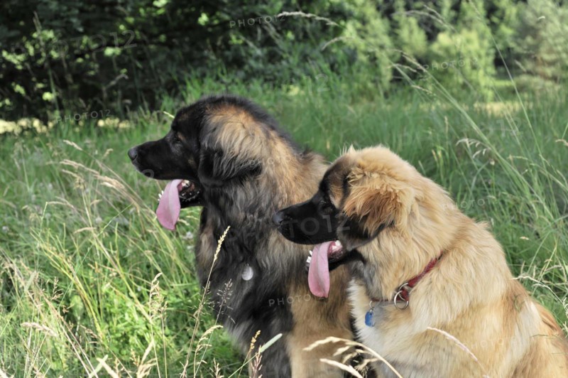 Leonberger dogs, Two dogs seen from the side, one looks away, in the green, Leonberger dog, Schwaebisch Gmuend, Baden-Wuerttemberg, Germany, Europe