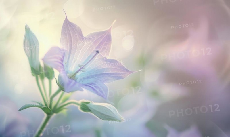Close-up of a bellflower in soft light, closeup view, selective focus, spring background AI generated